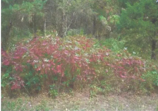 image of 103 Amega Ln, Loudon, TN 37774 | MLS# B26029156
