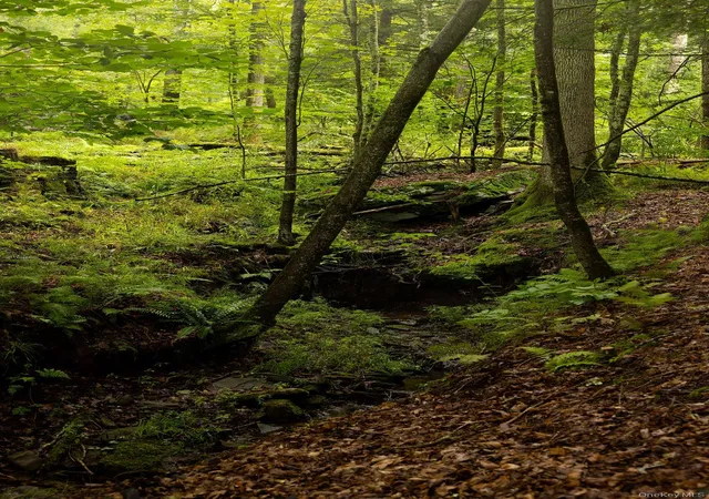 Photo 4 of Land for sale at 632 New Turnpike Rd, Cochecton, NY 12726 | MLS# 863840 | Listing updated on 2026-09-17