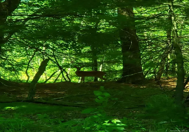 Photo 2 of Land for sale at 64 Gale Rd, Mongaup Valley, NY 12762 | MLS# 1010473 | Listing updated on 2026-07-14