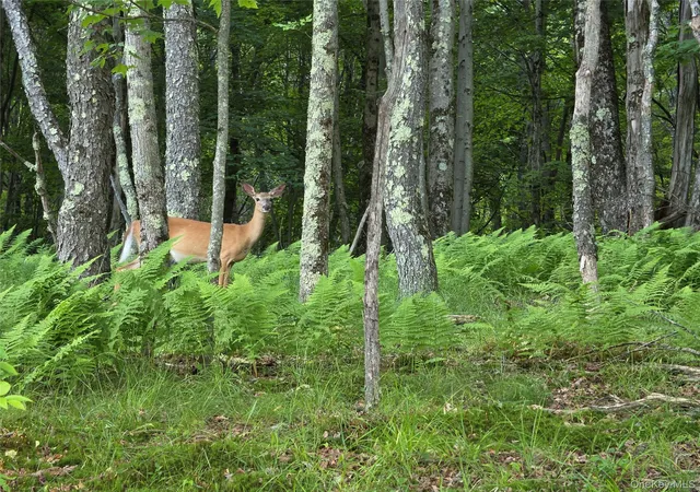 Photo 1 of Land for sale at Tbd Timberwolf Rd W, Liberty, NY 12754 | MLS# 1028302 | Listing updated on 2026-07-22