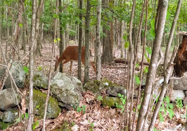 Photo 3 of Land for sale at 1433 County Route 56 Ln, Fallsburg, NY 12779 | MLS# 1029714 | Listing updated on 2026-07-24