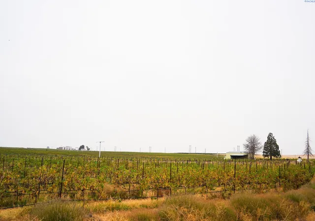 45th image of 54402 N Hinzerling Rd, Prosser, WA 99350 | MLS# 287840