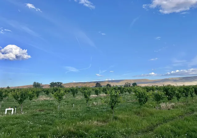 image of Tbd Robinson Rd, Grandview, WA 98930 | MLS# 293225