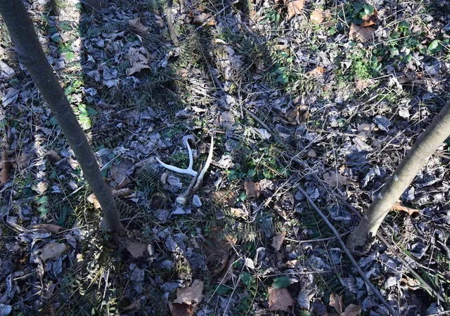 Photo 2 of Sale Pending at 0 S Harts Gravel Rd, Birdseye, IN 47513 | MLS# 202603010 | Listing updated on 2026-04-27