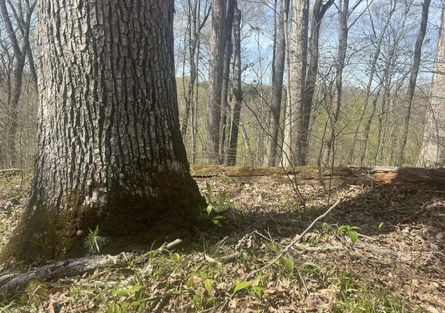 5th image of Lower Schooner Rd, Nashville, IN 47448 | MLS# 202613549