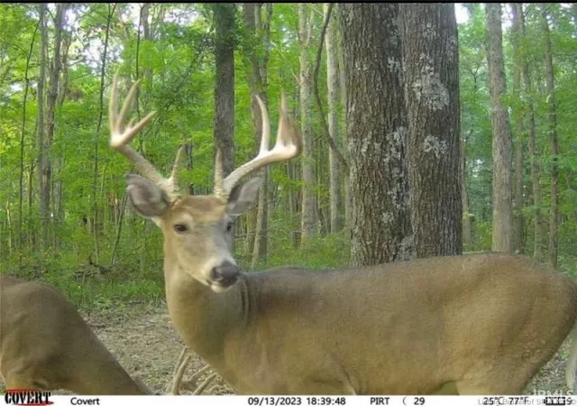 Photo 3 of Land for sale at Lot 4 Deer Crk Rd, Cannelton, IN 47520 | MLS# 202629892 | Listing updated on 2026-07-24