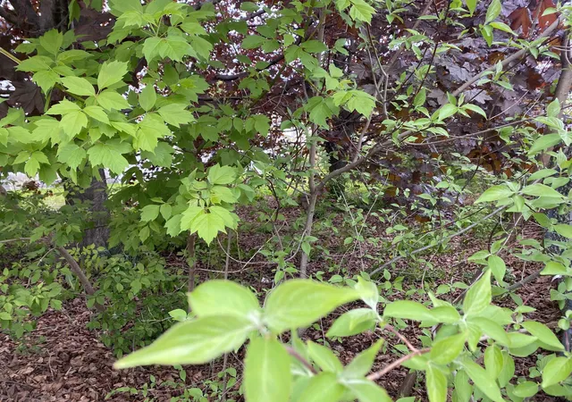 Photo 1 of Land for sale at Hillsboro St, Berlin, NH 03570 | MLS# 5046211 | Listing updated on 2026-05-25