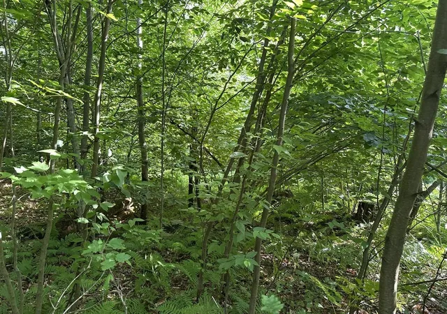 Homes for sale in Chester, VT | 00 Vt Route 103 N, Chester, VT 05143 | MLS# 5052948