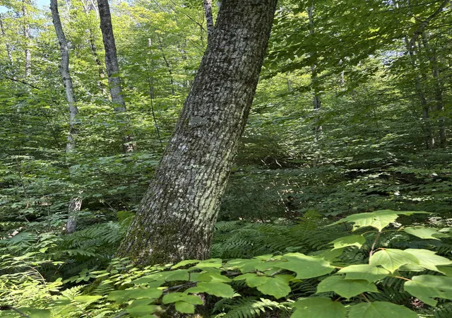 3rd image of Upper Plains Rd, Salisbury, VT 05769 | MLS# 5053039