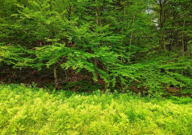 Homes for sale in Springfield, VT | 341 Seavers Brook Rd, Springfield, VT 05156 | MLS# 5067797