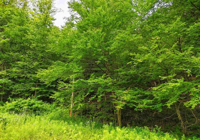 Homes for sale in Springfield, VT | 341 Seavers Brook Rd, Springfield, VT 05156 | MLS# 5067797