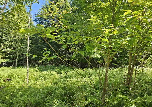 1st image of Lot 33 Off Parker Rd, Lyman, NH 03585 | MLS# 5078581