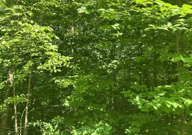 Homes for sale in Wilmington, VT | 28 Upper Howes Wy, Wilmington, VT 05363 | MLS# 5081925