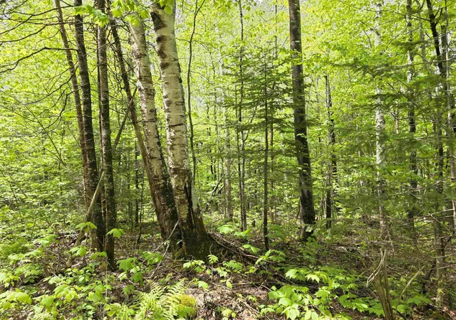 3rd image of 1500 Allard Hill Rd, Wheelock, VT 05851 | MLS# 5082074