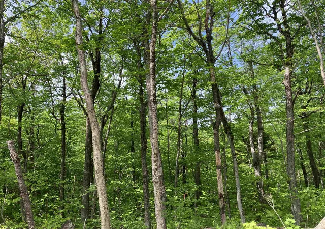 Homes for sale in Wilmington, VT | 404 Fox Mt Rd, Wilmington, VT 05356 | MLS# 5082241