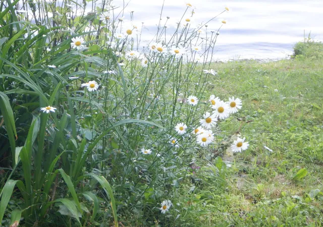 4th image of 00 Perch Pond Rd, Benson, VT 05743 | MLS# 5086437