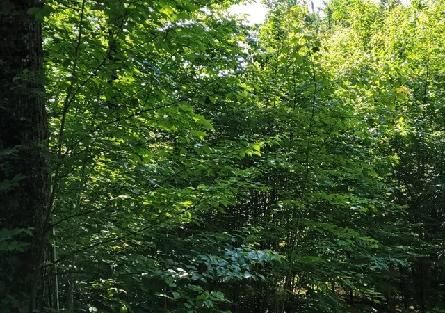 2nd image of Lot 26 Presidential View Ln, Bethlehem, NH 03574 | MLS# 5087476