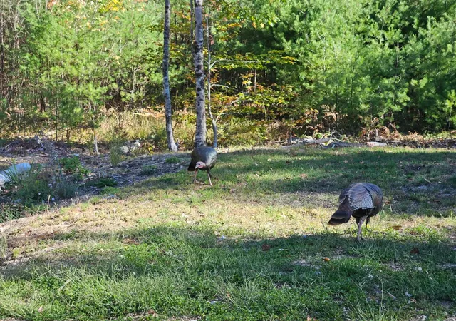 3rd image of 0 Canal Rd, Wakefield, NH 03872 | MLS# 5093187
