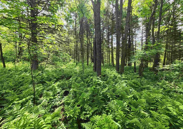 3rd image of 00 Boise Cascade Rd, Dummer, NH 03579 | MLS# 5094270