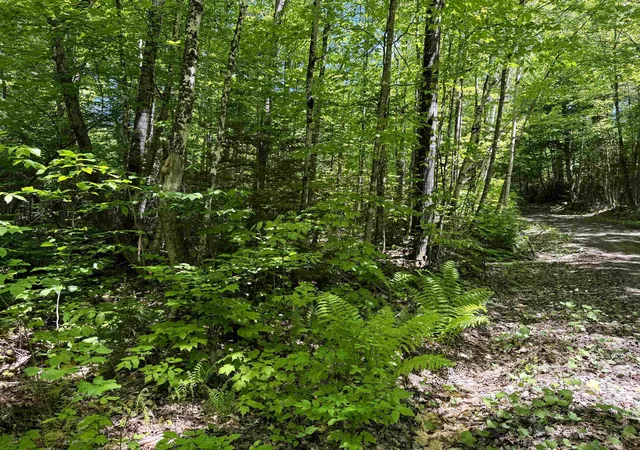 2nd image of 0 Georges Blvd, East Haven, VT 05837 | MLS# 5094717