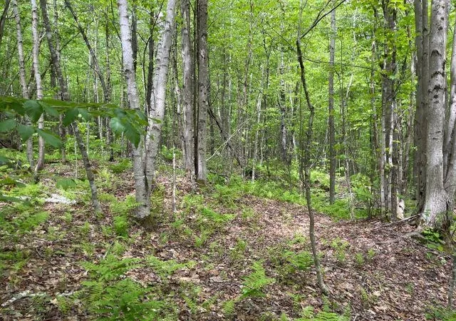 Homes for sale in Washington, NH | Dole School House Rd, Washington, NH 03280 | MLS# 5095668