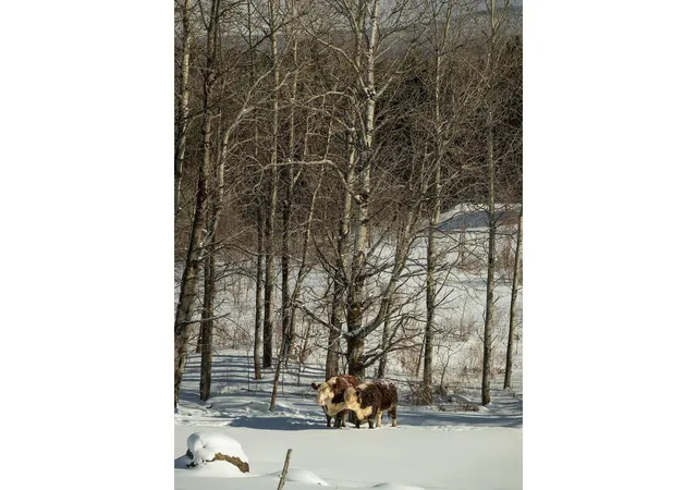 13th image of Lot 4 Weaver Rd, Huntington, VT 05462 | MLS# 5095797