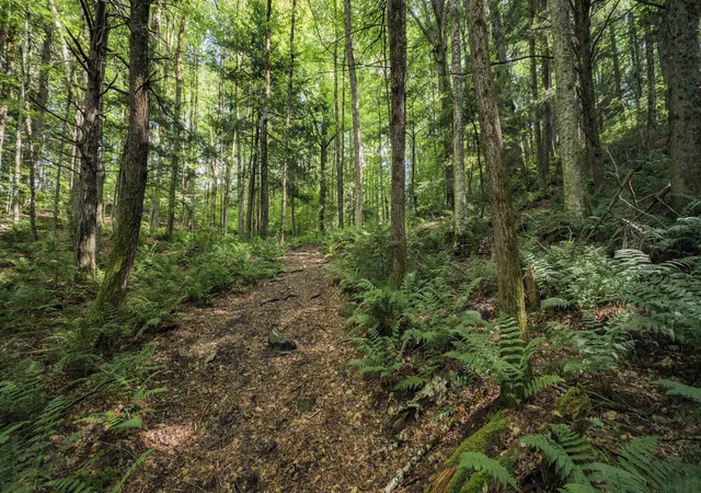 Land for sale at 00 Ryder Pond Rd, Whitingham, VT 05361 | MLS# 5100022