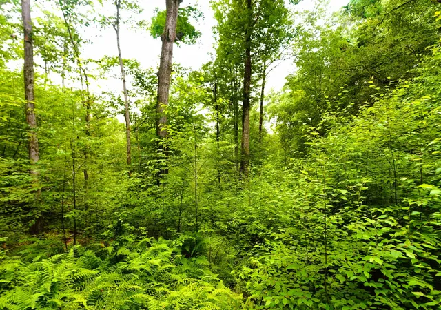 32nd image of 000 Burt Hill Rd, Winchester, NH 03455 | MLS# 5100318