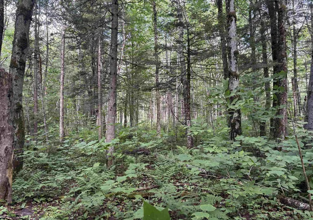 Photo 1 of Land for sale at 0 Newark Rd, Island Pond, VT 05846 | MLS# 5100670 | Listing updated on 2026-08-26