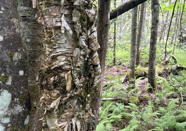 Photo 3 of Land for sale at 0 Newark Rd, Island Pond, VT 05846 | MLS# 5100670 | Listing updated on 2026-08-26