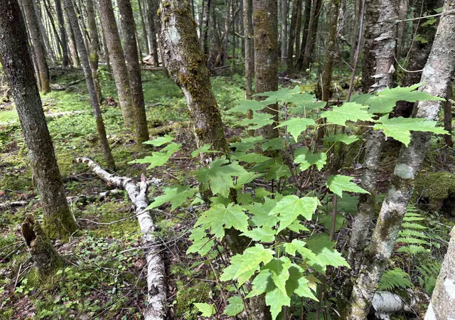 Photo 4 of Land for sale at 0 Newark Rd, Island Pond, VT 05846 | MLS# 5100670 | Listing updated on 2026-08-26
