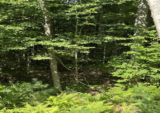 15th image of 0 North Groton Rd, Hebron, NH 03241 | MLS# 5100716