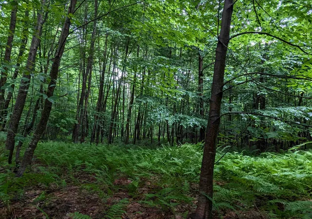 Photo 2 of Land for sale at 0 Dover Rd, Newfane, VT 05351 | MLS# 5102886 | Listing updated on 2026-08-01