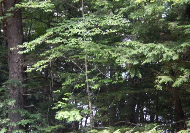 10th image of Pine Cliff Rd, Alstead, NH 03602 | MLS# 5102993