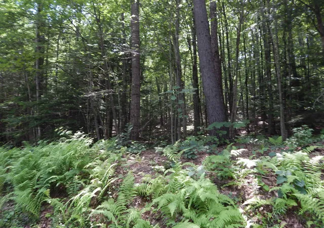 4th image of Pine Cliff Rd, Alstead, NH 03602 | MLS# 5102993
