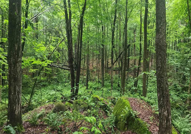 4th image of 142 Fox Hill Rd, Stoddard, NH 03464 | MLS# 5103009
