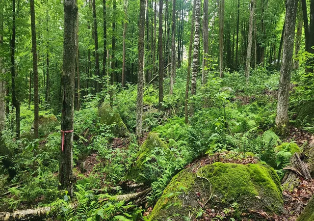5th image of 142 Fox Hill Rd, Stoddard, NH 03464 | MLS# 5103009