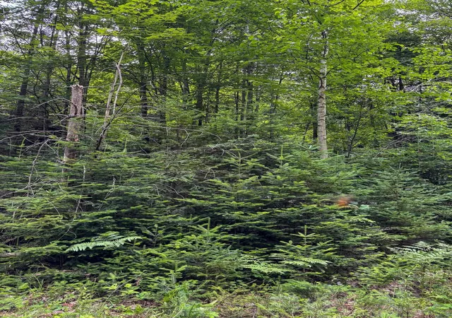 Photo 1 of Land for sale at 0000 Center Pond Rd, West Burke, VT 05871 | MLS# 5103044 | Listing updated on 2026-08-03