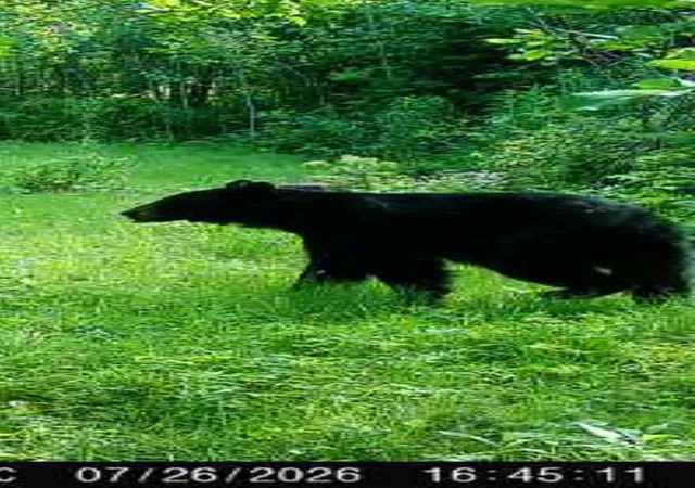 32nd image of Tbd Gene Jordan Ln, Columbia, NH 03576 | MLS# 5103050