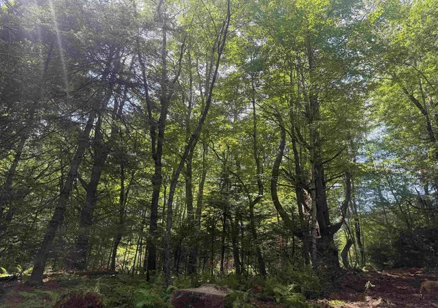 26th image of 168 Old Walker Hill Rd, Littleton, NH 03561 | MLS# 5103636