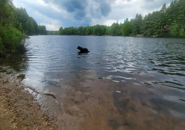 10th image of Map 101 Lot 18 Berry River Rd, Barrington, NH 03825 | MLS# 5105093
