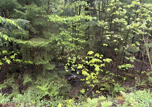 Photo 2 of Land for sale at 0 Bergrucken Ln, Stamford, VT 05352 | MLS# 5105218 | Listing updated on 2026-08-17
