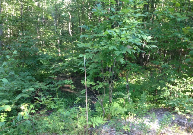 Photo 4 of Land for sale at 29 Stoneview Rd, Ossipee, NH 03864 | MLS# 5105914 | Listing updated on 2026-08-21