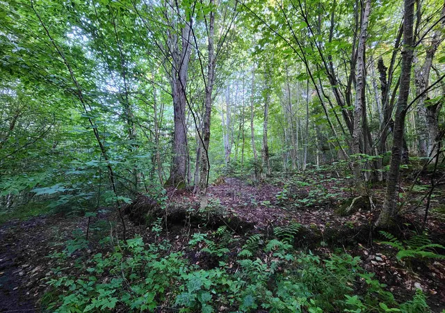 4th image of 0000 Hampshire Woods Loop, Errol, NH 03579 | MLS# 5106483