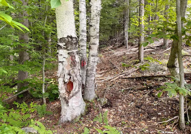 Photo 4 of Land for sale at Poor Farm Rd, Alexandria, NH 03222 | MLS# 5106755 | Listing updated on 2026-10-14