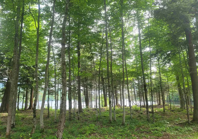 Photo 2 of Land for sale at 0 Hurricane Rd, Norton, VT 05907 | MLS# 5106857 | Listing updated on 2026-08-27