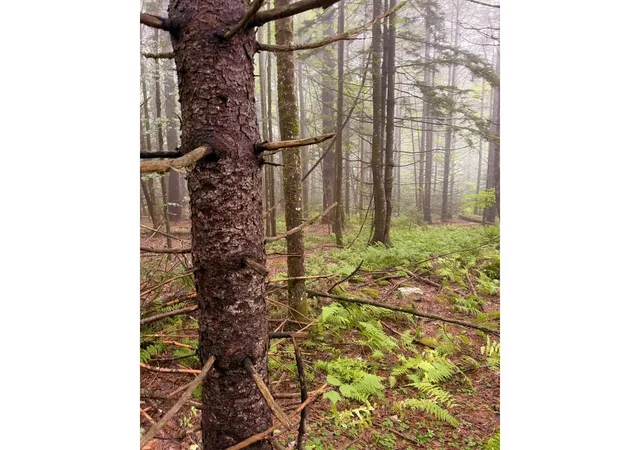Photo 2 of Land for sale at 00 Wood Rd, Worcester, VT 05682 | MLS# 5107221 | Listing updated on 2026-08-28