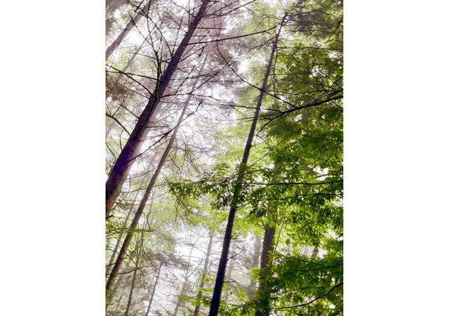 Photo 3 of Land for sale at 00 Wood Rd, Worcester, VT 05682 | MLS# 5107221 | Listing updated on 2026-08-28