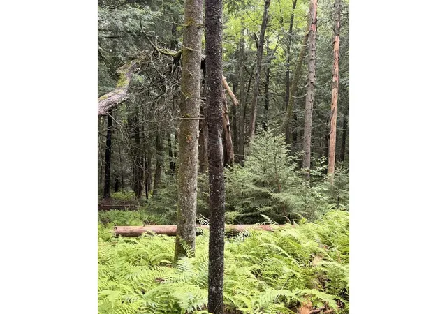 Photo 3 of Land for sale at 00 Wood Rd, Worcester, VT 05682 | MLS# 5107221 | Listing updated on 2026-08-28