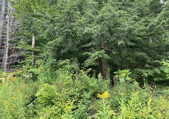 Photo 3 of Land for sale at 925 Porcupine Ln, Wilmington, VT 05363 | MLS# 5107483 | Listing updated on 2026-08-31